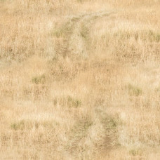 African Safari - 0223 Y dry grass